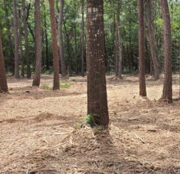 Land Clearing